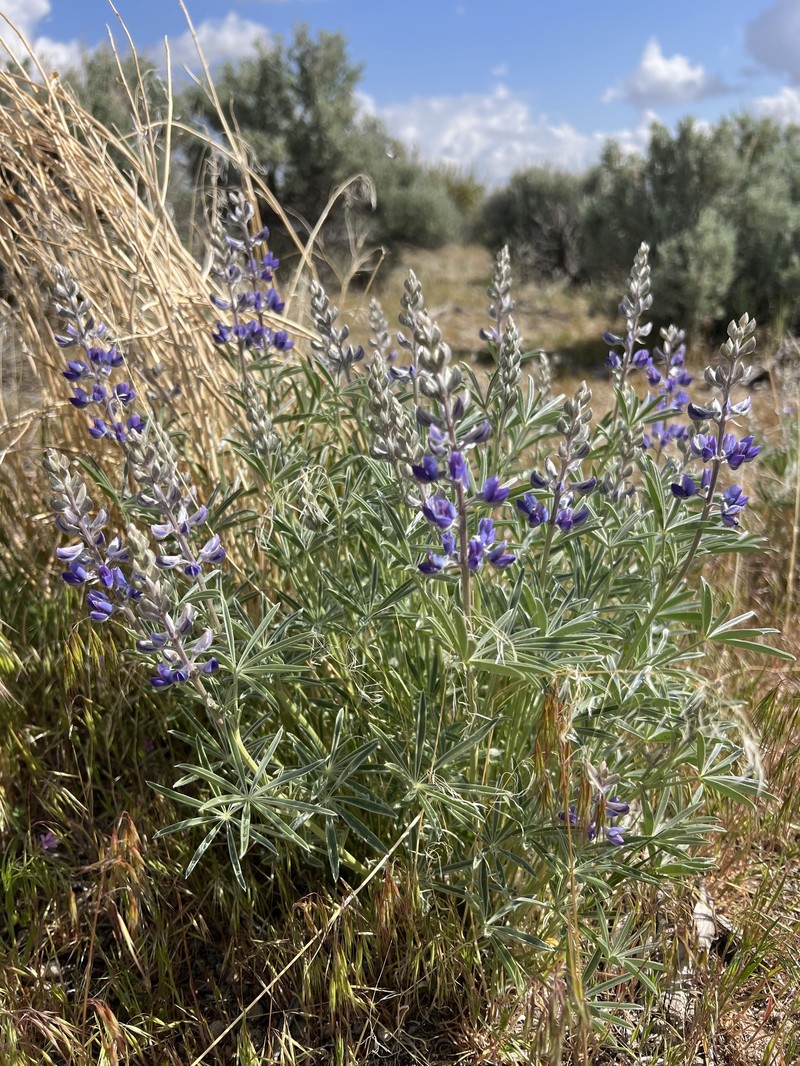 Lupinus caudatus subsp. caudatus