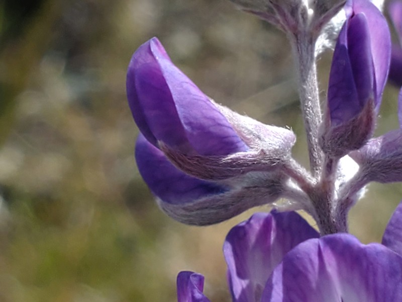Lupinus caudatus subsp. caudatus photo 2