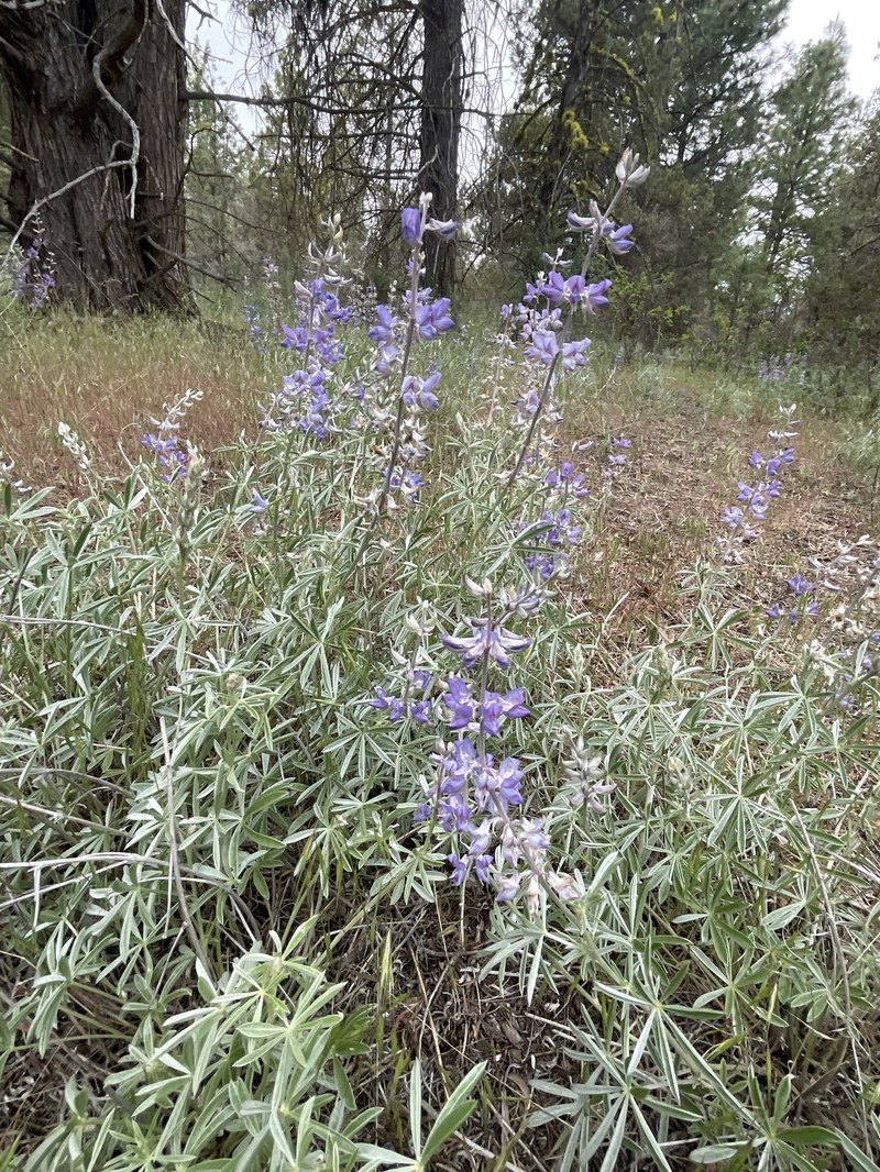 Lupinus caudatus subsp. caudatus photo 3