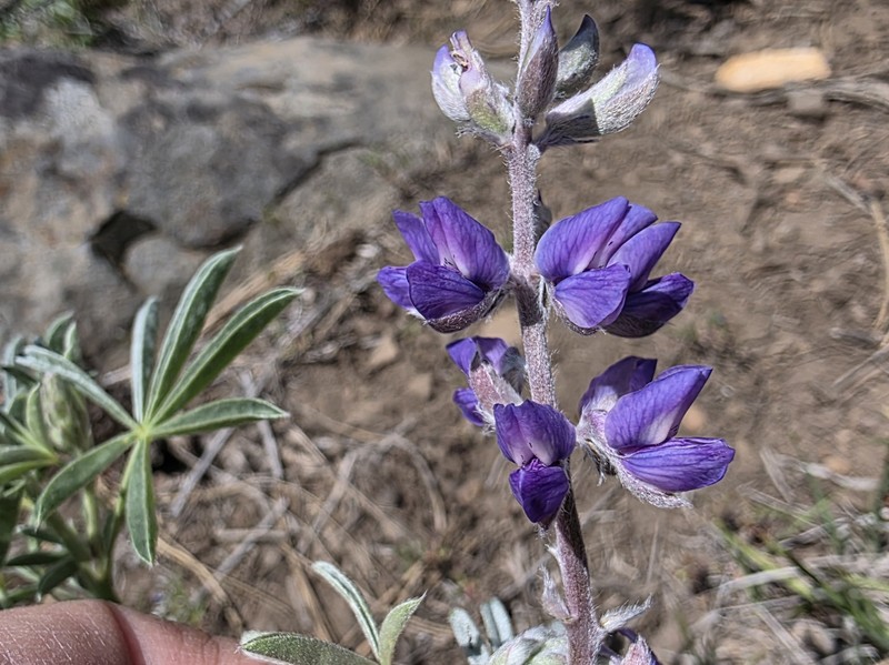 Lupinus caudatus subsp. caudatus photo 4
