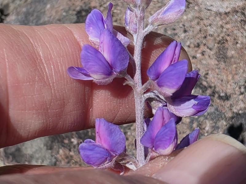 Lupinus caudatus subsp. caudatus photo 5