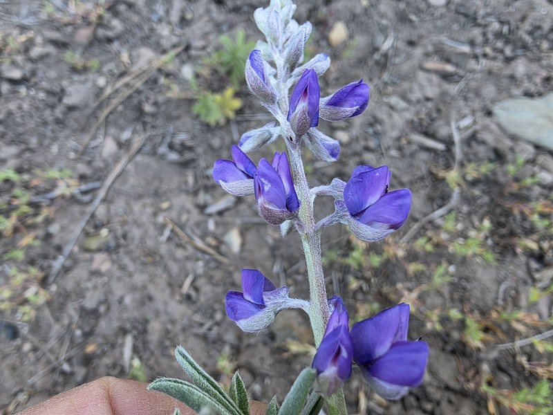 Lupinus caudatus subsp. caudatus photo 6