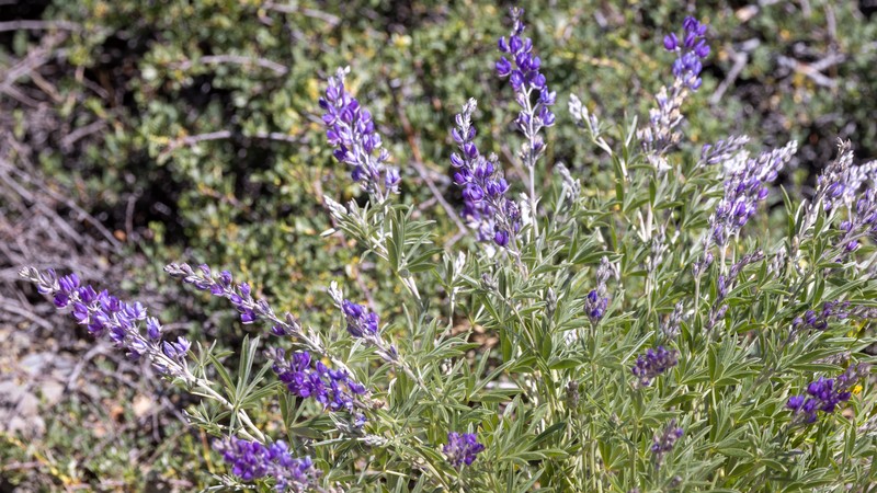 Lupinus caudatus subsp. caudatus photo 7