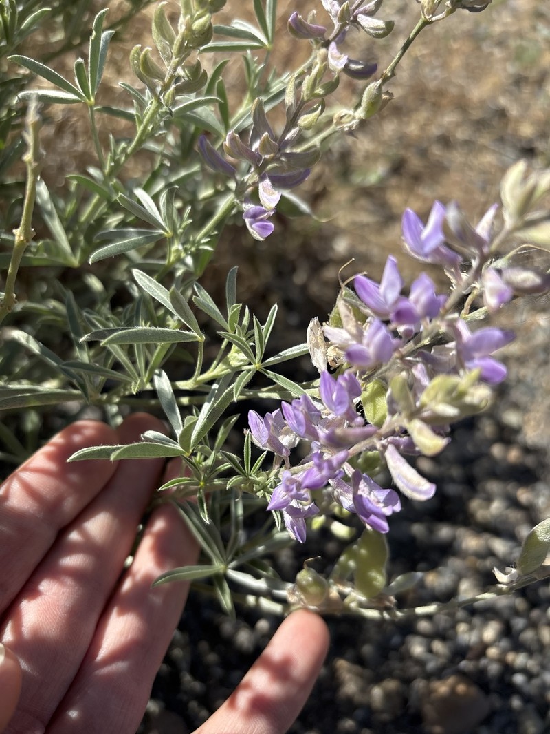 Lupinus caudatus subsp. caudatus photo 8