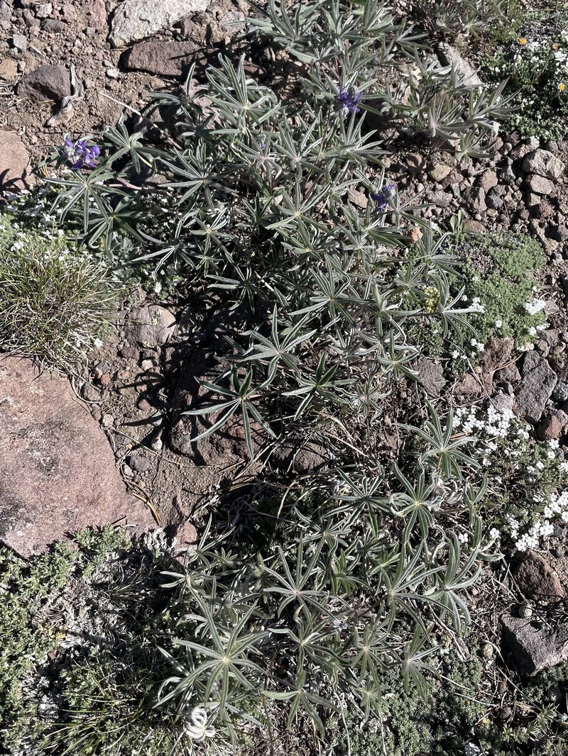 Lupinus caudatus subsp. montigenus
