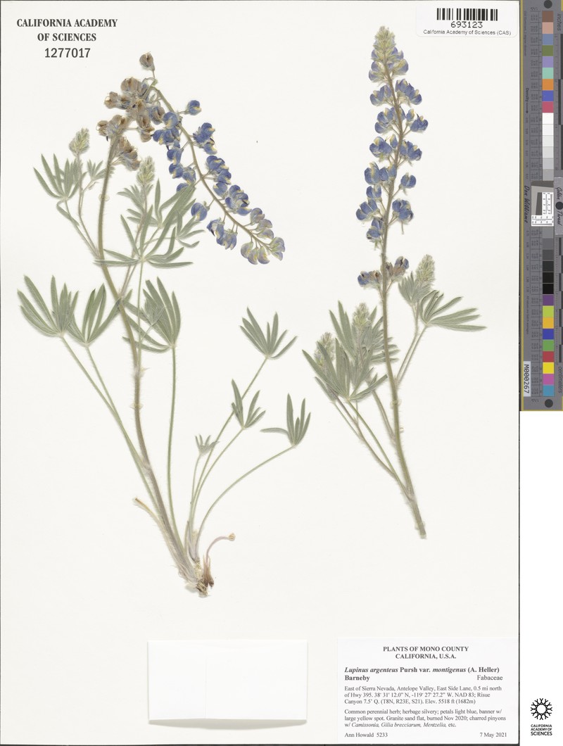 Lupinus caudatus subsp. montigenus photo 2