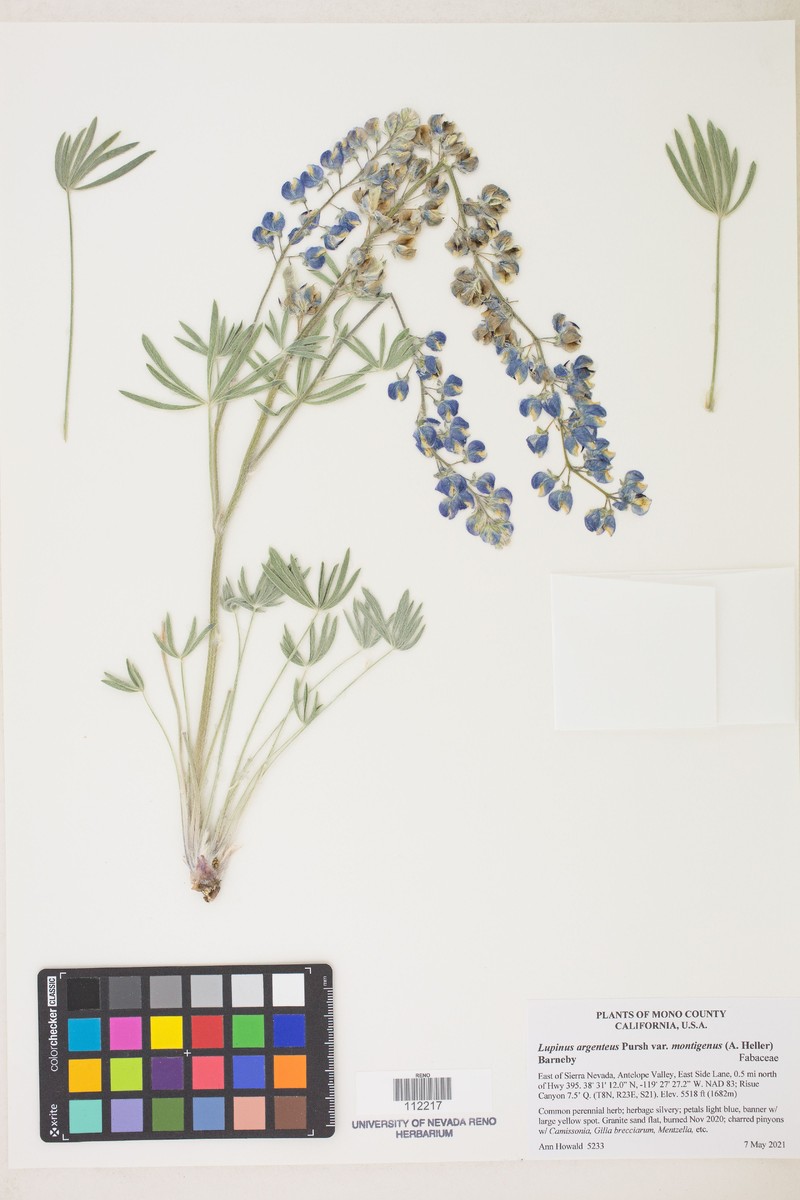 Lupinus caudatus subsp. montigenus photo 3