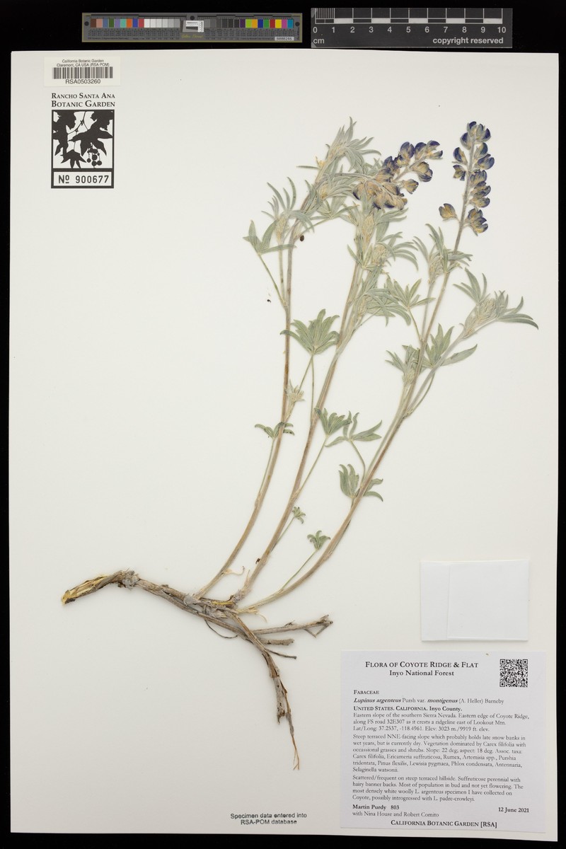 Lupinus caudatus subsp. montigenus photo 4