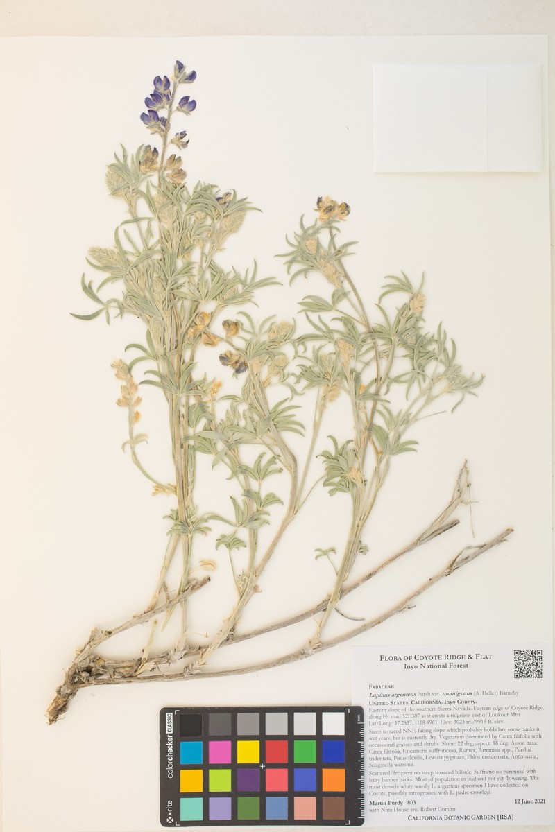 Lupinus caudatus subsp. montigenus photo 5