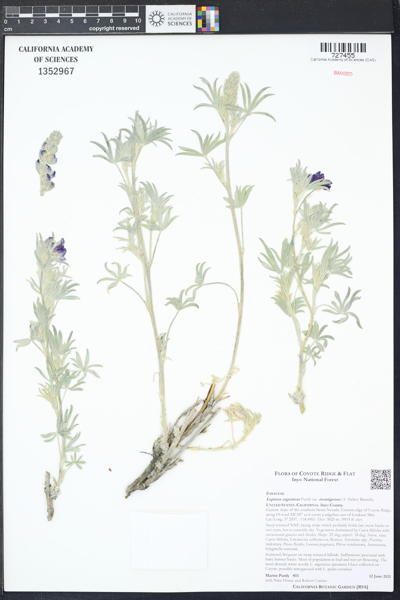 Lupinus caudatus subsp. montigenus photo 6