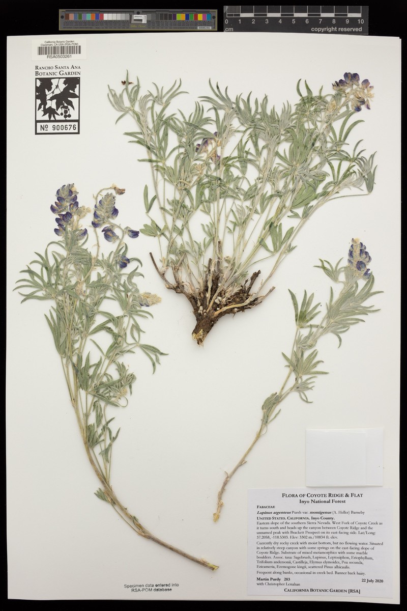 Lupinus caudatus subsp. montigenus photo 7