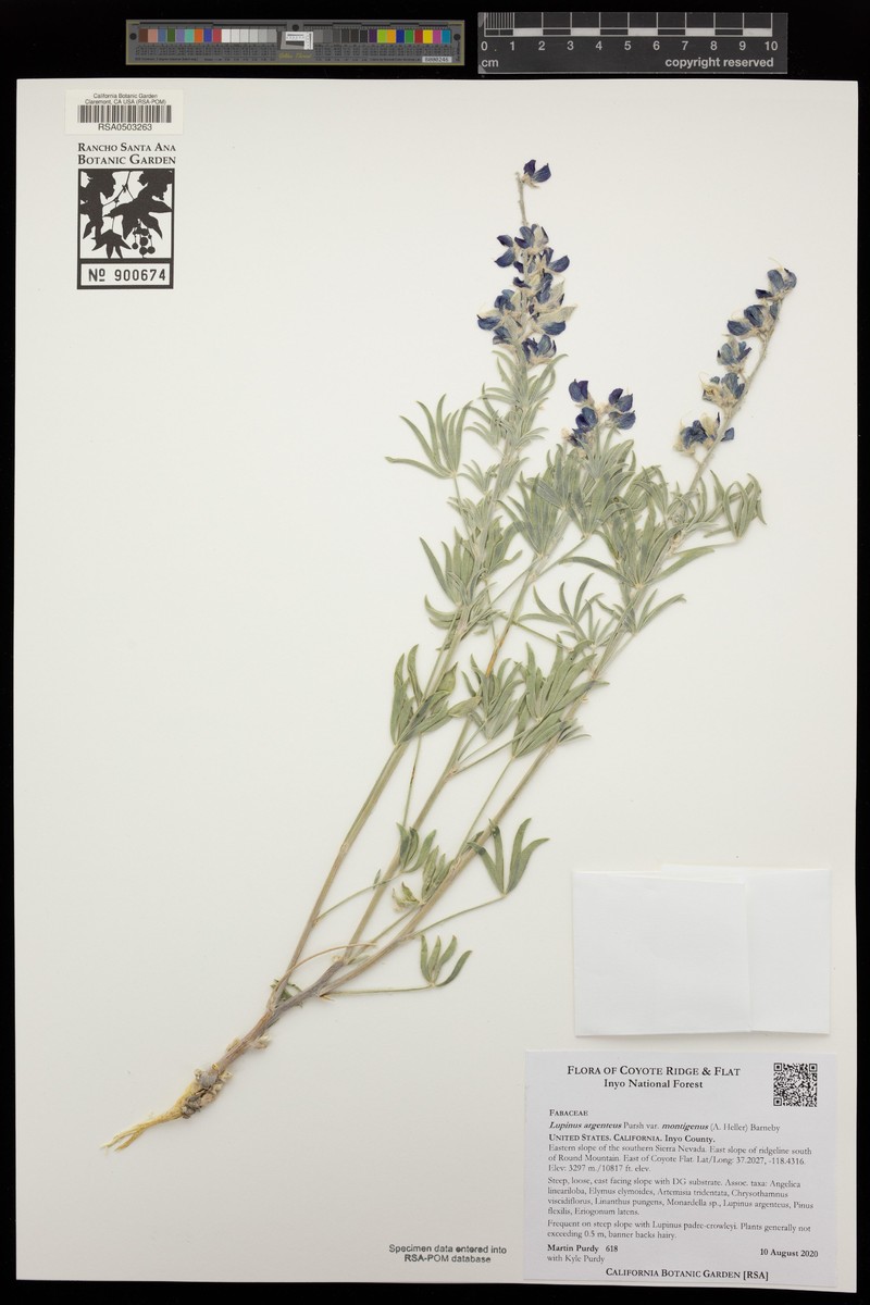 Lupinus caudatus subsp. montigenus photo 8