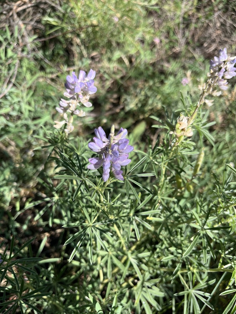 Lupinus caudatus var. argophyllus