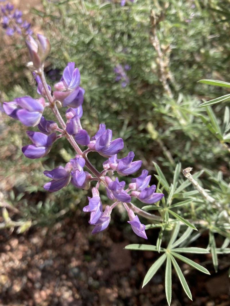 Lupinus caudatus var. argophyllus photo 2