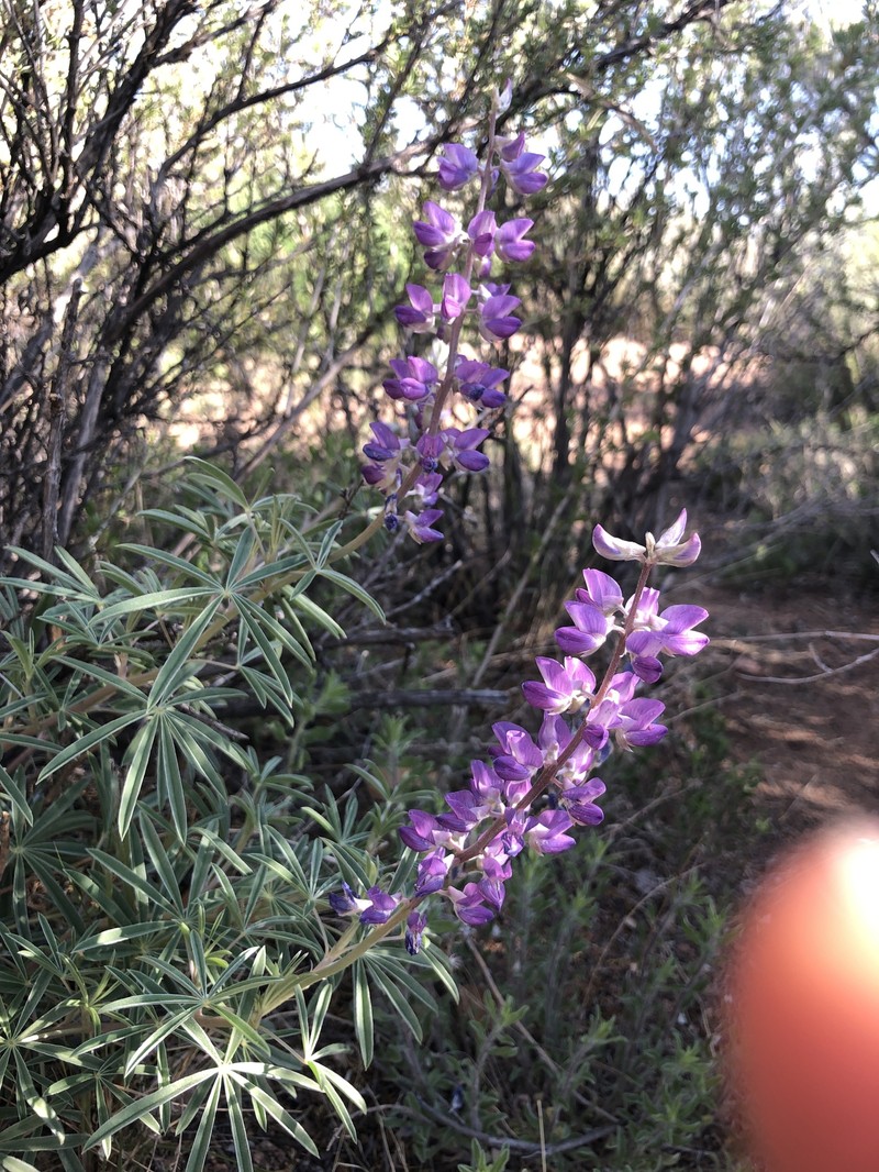 Lupinus caudatus var. argophyllus photo 3