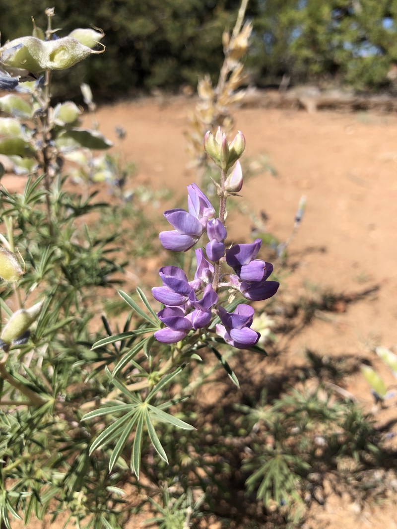 Lupinus caudatus var. argophyllus photo 4