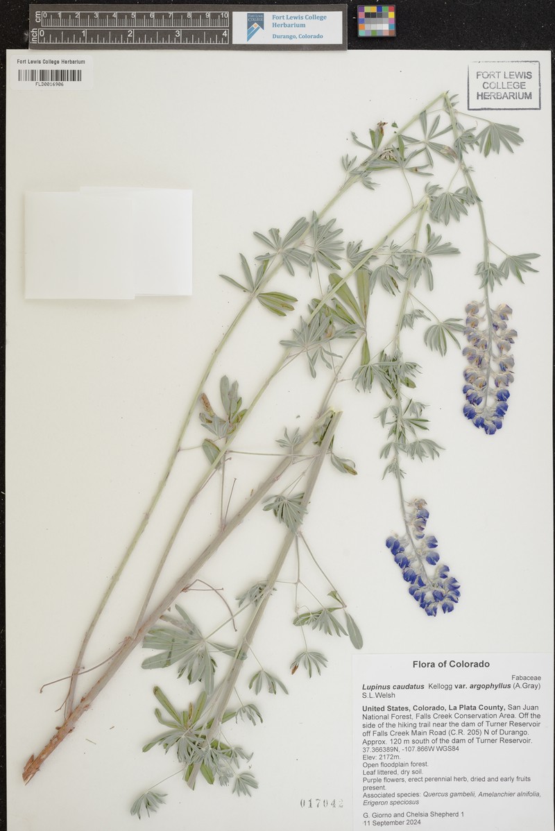 Lupinus caudatus var. argophyllus photo 5