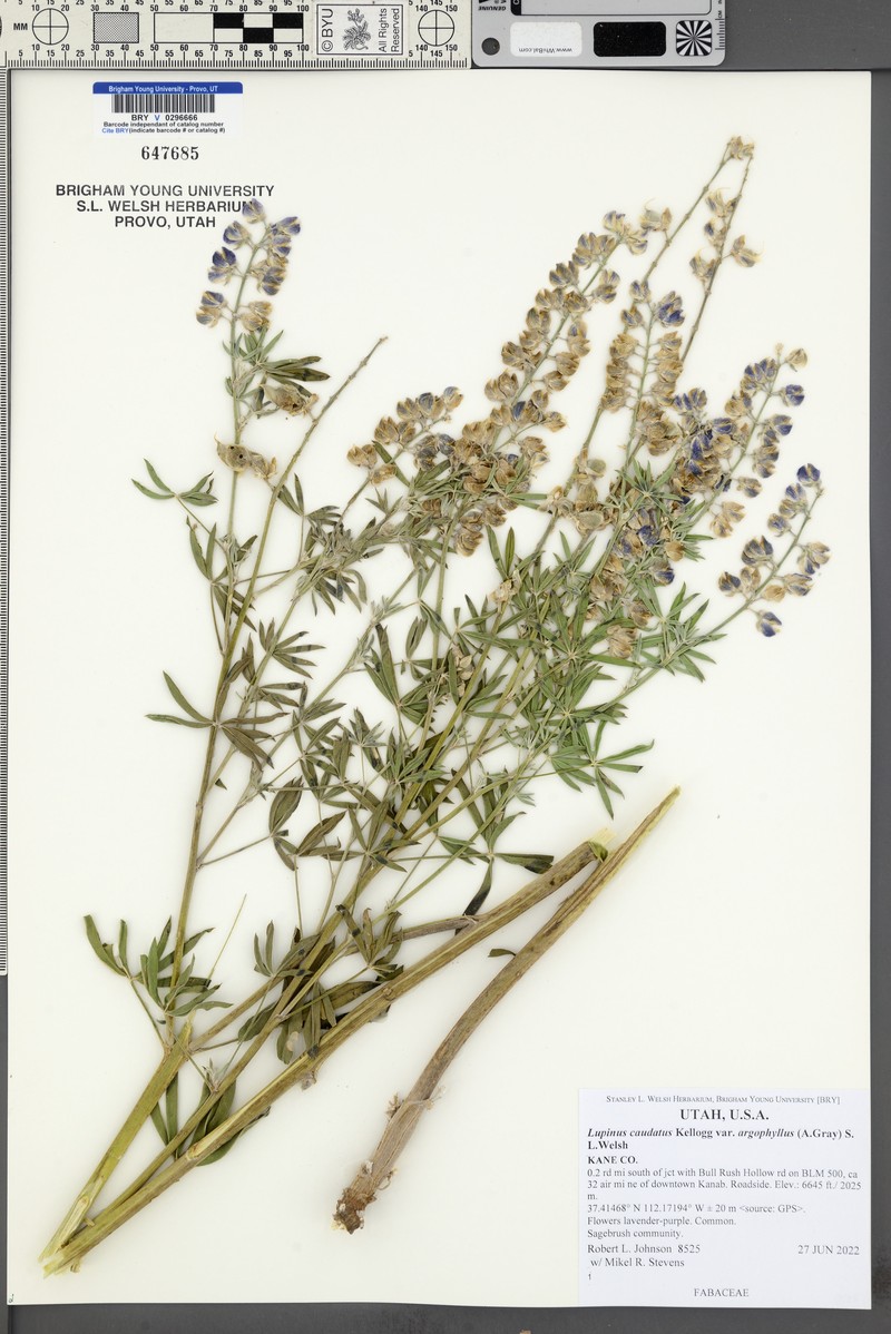 Lupinus caudatus var. argophyllus photo 6