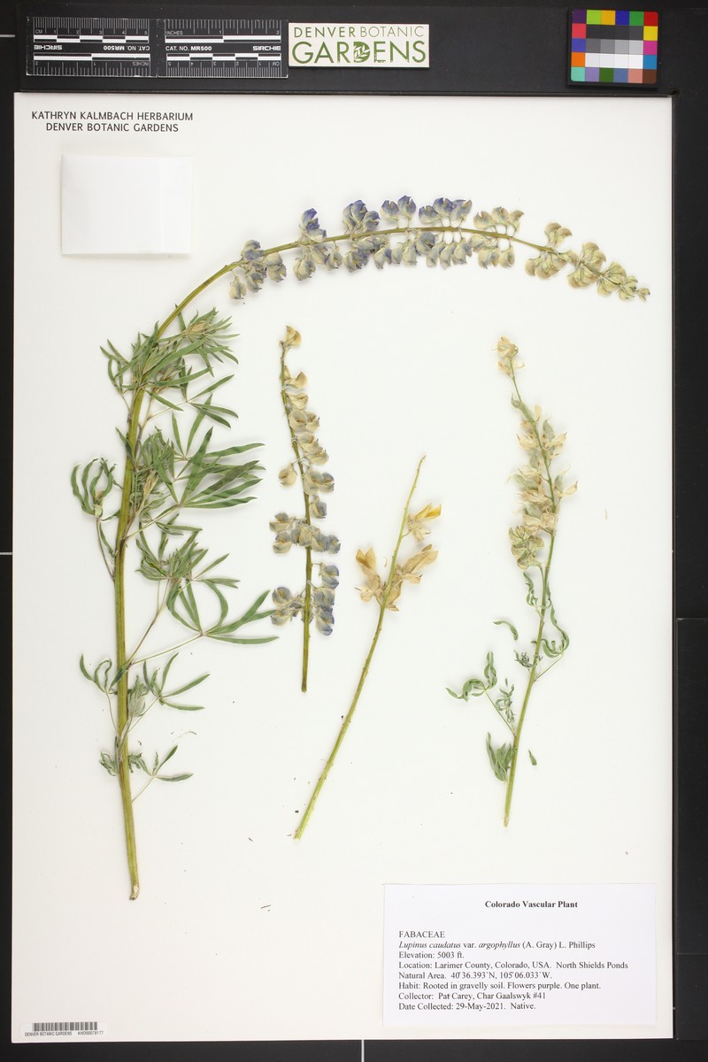 Lupinus caudatus var. argophyllus photo 7