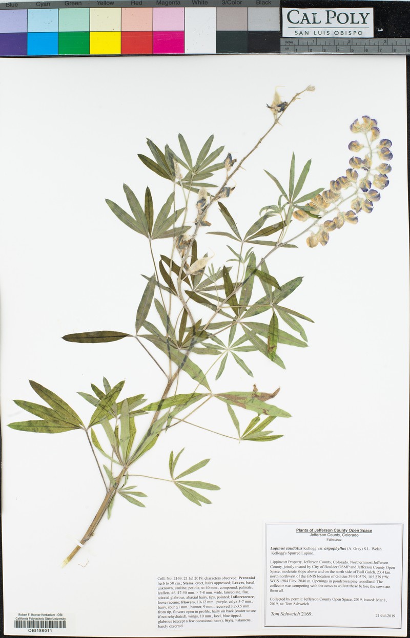Lupinus caudatus var. argophyllus photo 8