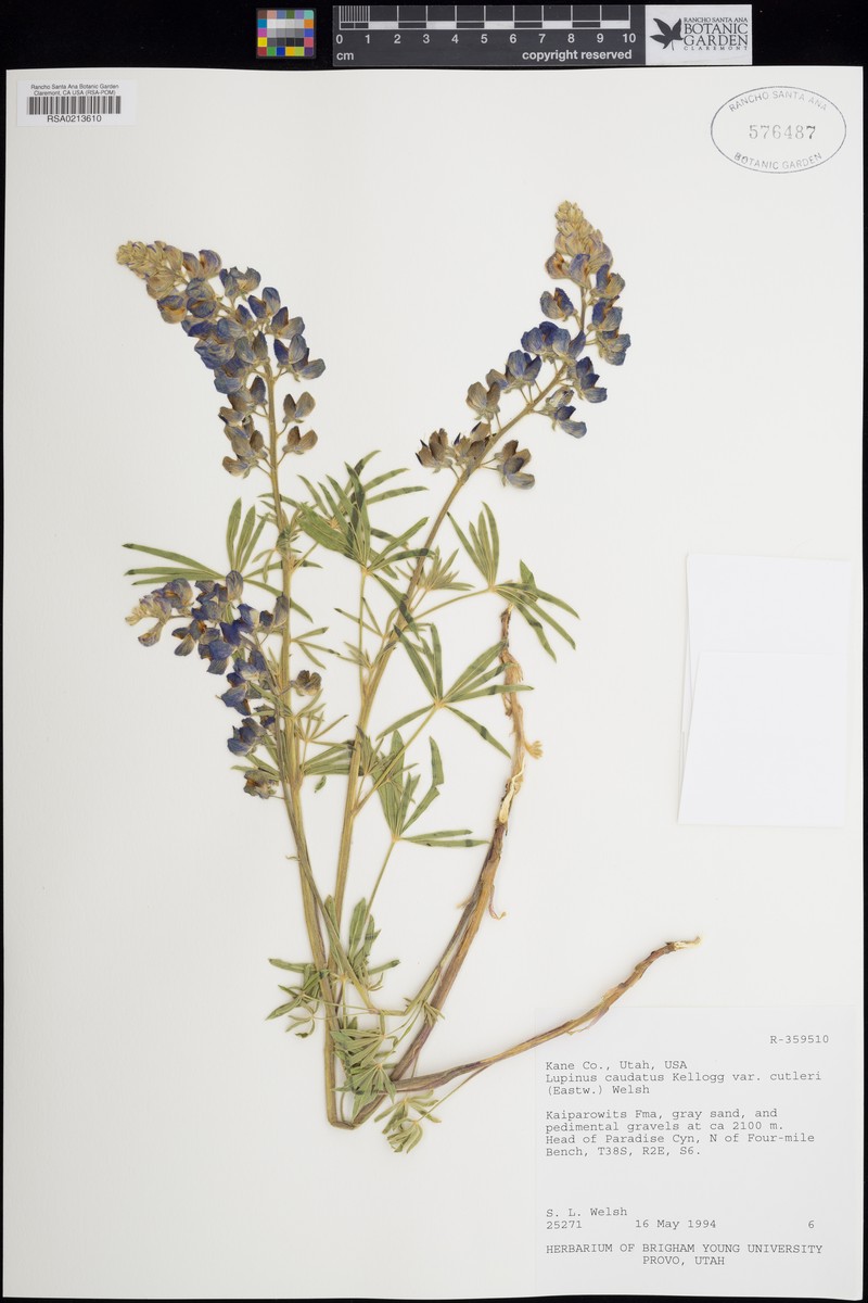 Lupinus caudatus var. cutleri