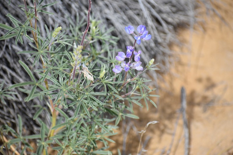 Lupinus caudatus var. utahensis