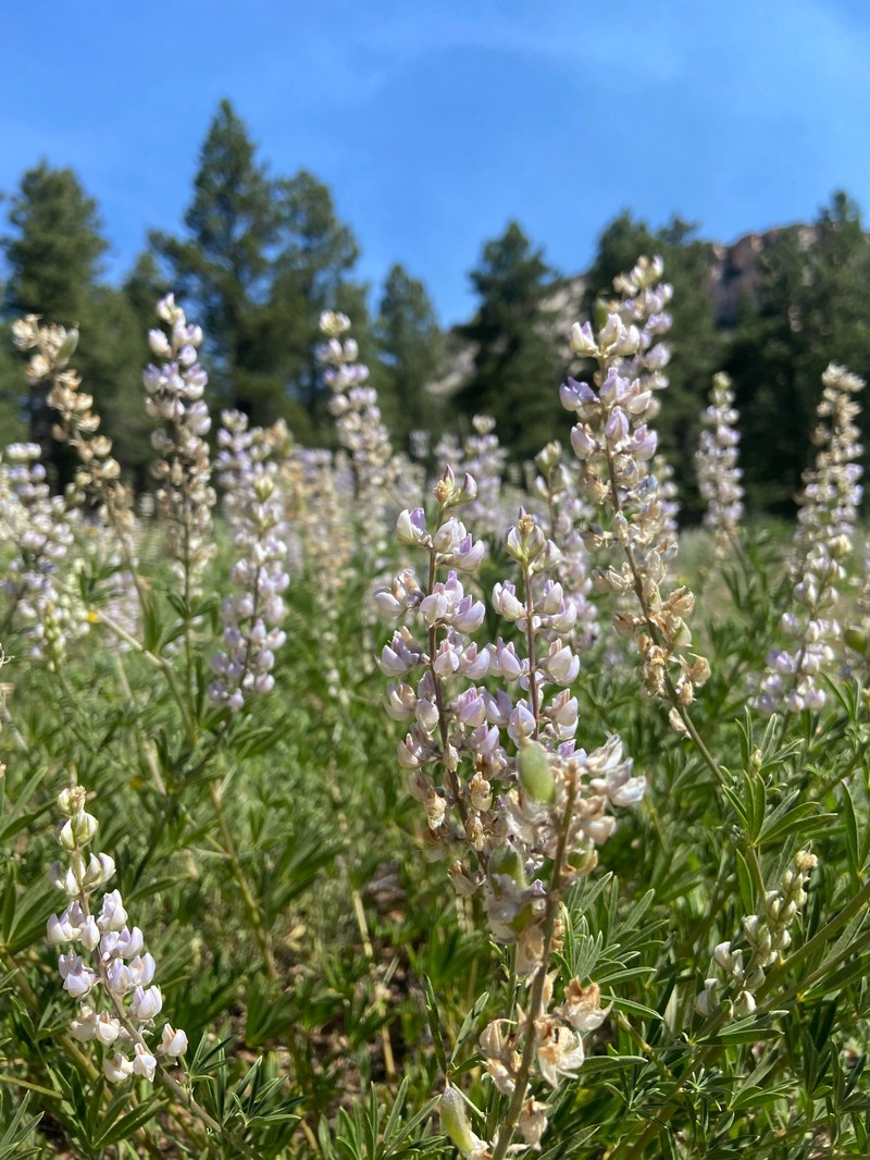 Lupinus caudatus var. utahensis photo 2