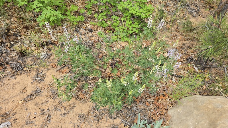 Lupinus caudatus var. utahensis photo 3