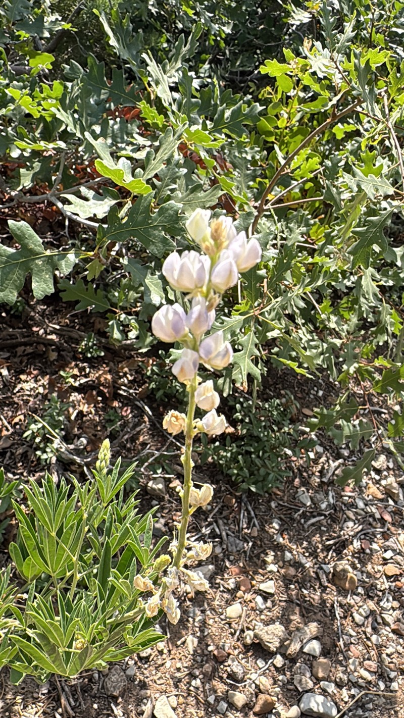 Lupinus caudatus var. utahensis photo 4
