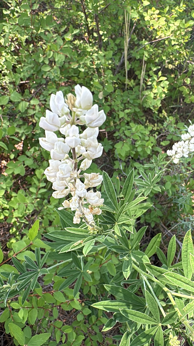 Lupinus caudatus var. utahensis photo 5