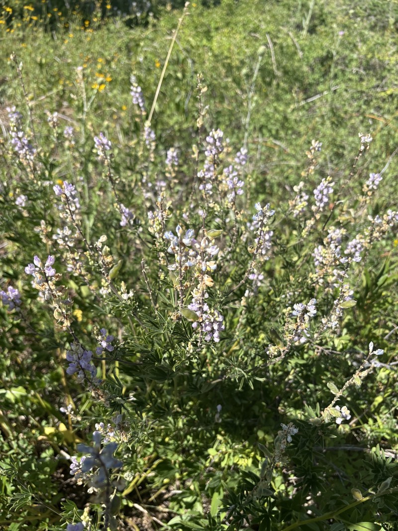 Lupinus caudatus var. utahensis photo 6