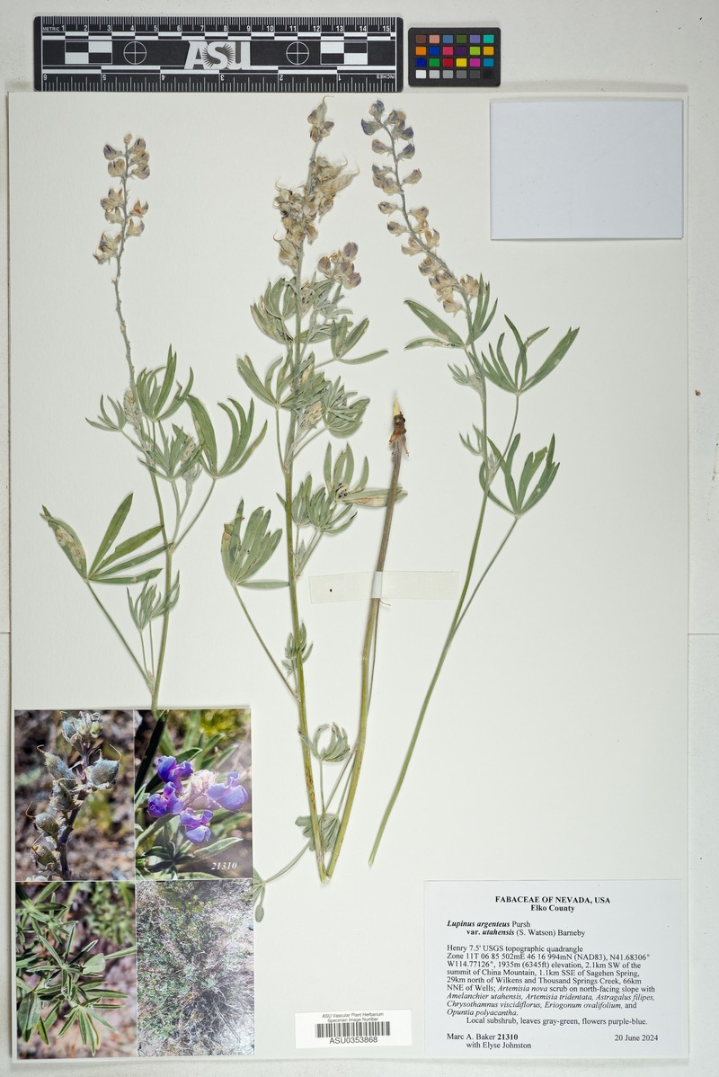 Lupinus caudatus var. utahensis photo 7