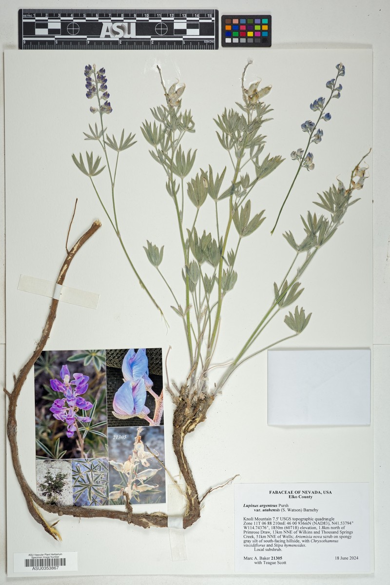 Lupinus caudatus var. utahensis photo 8