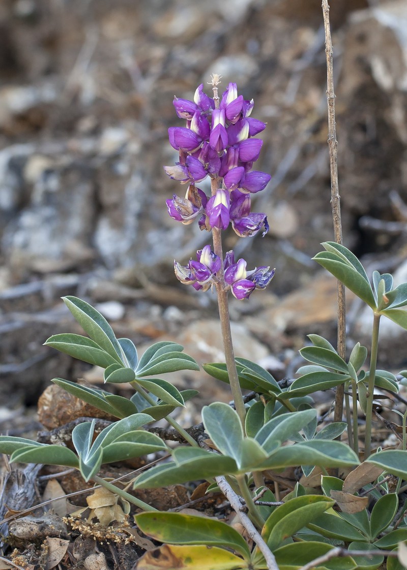Santa Lucia Lupine