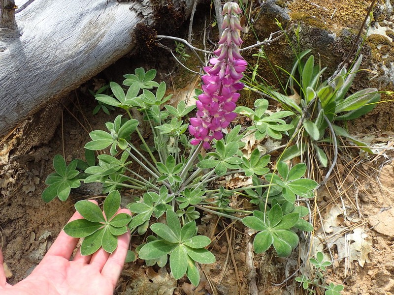 Santa Lucia Lupine photo 2
