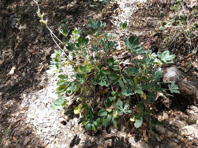 Santa Lucia Lupine photo 3