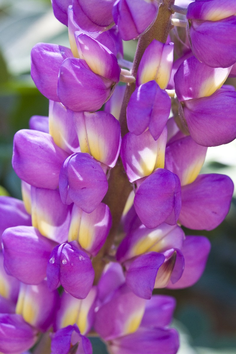 Santa Lucia Lupine photo 4