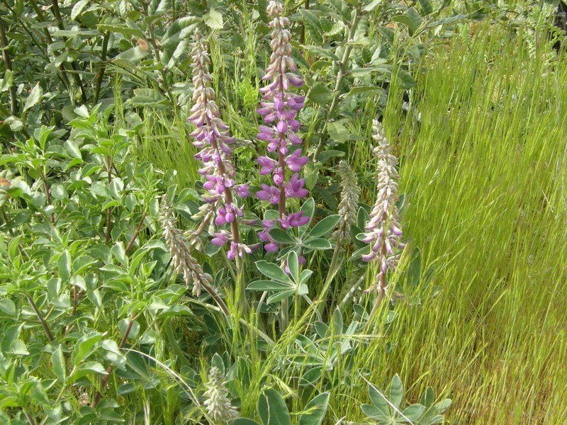 Santa Lucia Lupine photo 5