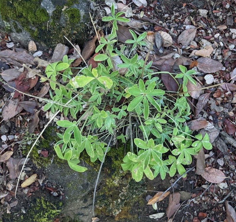 Santa Lucia Lupine photo 7