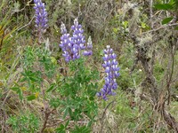 Lupinus chachas