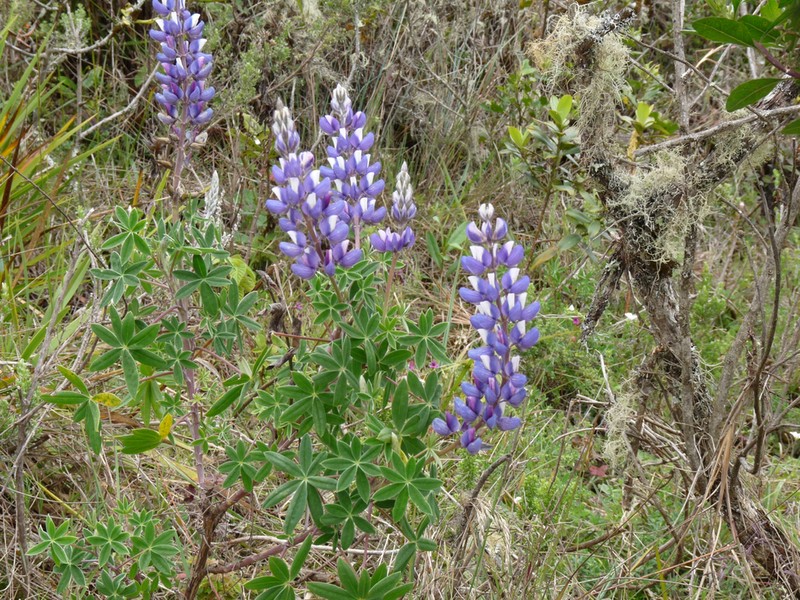 Lupinus chachas