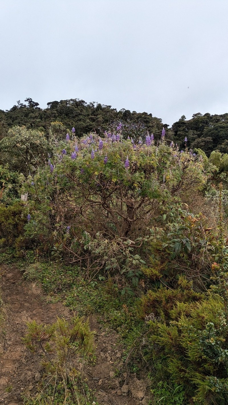 Lupinus chachas photo 3