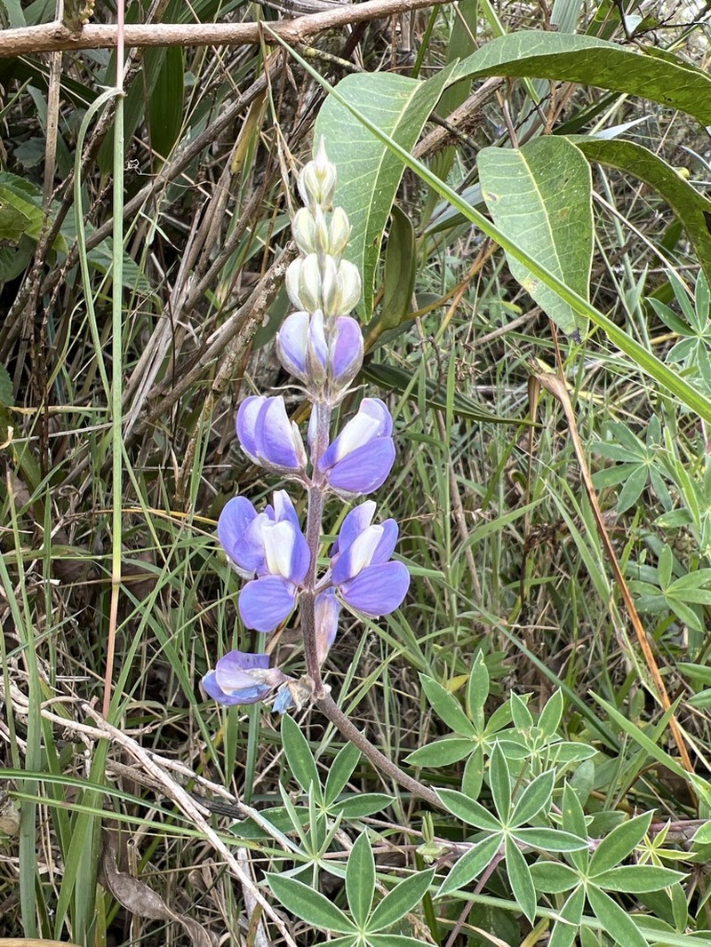 Lupinus chachas photo 4