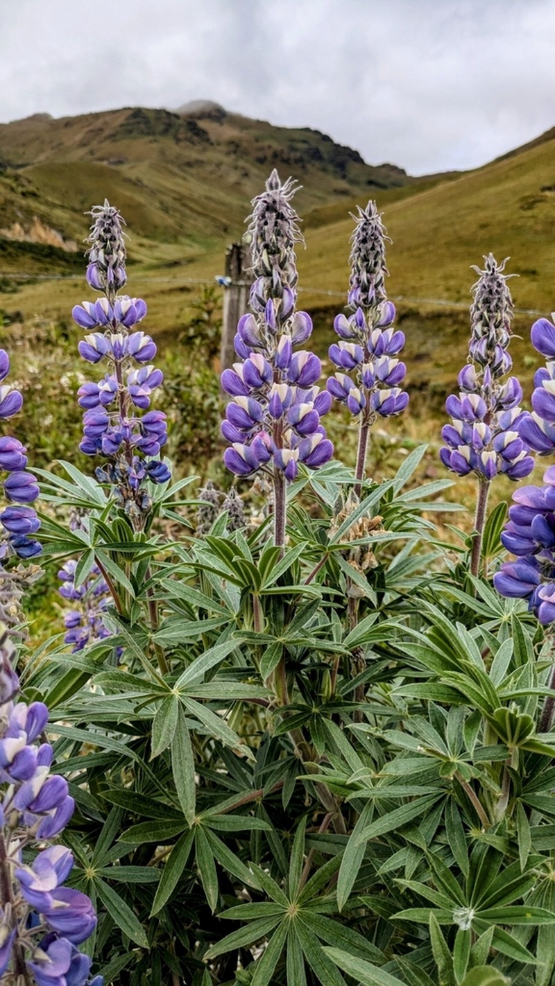 Lupinus chachas photo 5