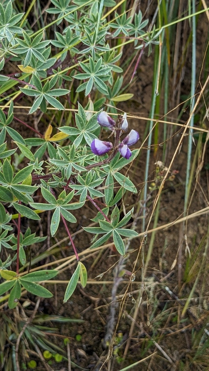 Lupinus chachas photo 6