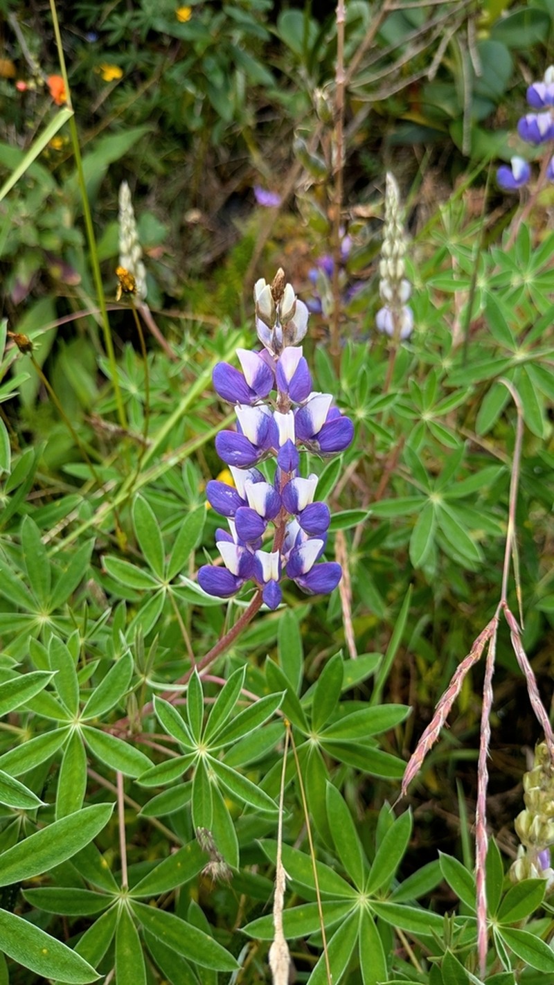 Lupinus chachas photo 7