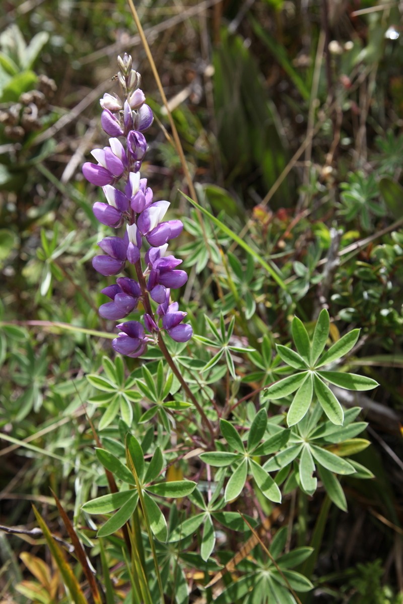 Lupinus chachas photo 8