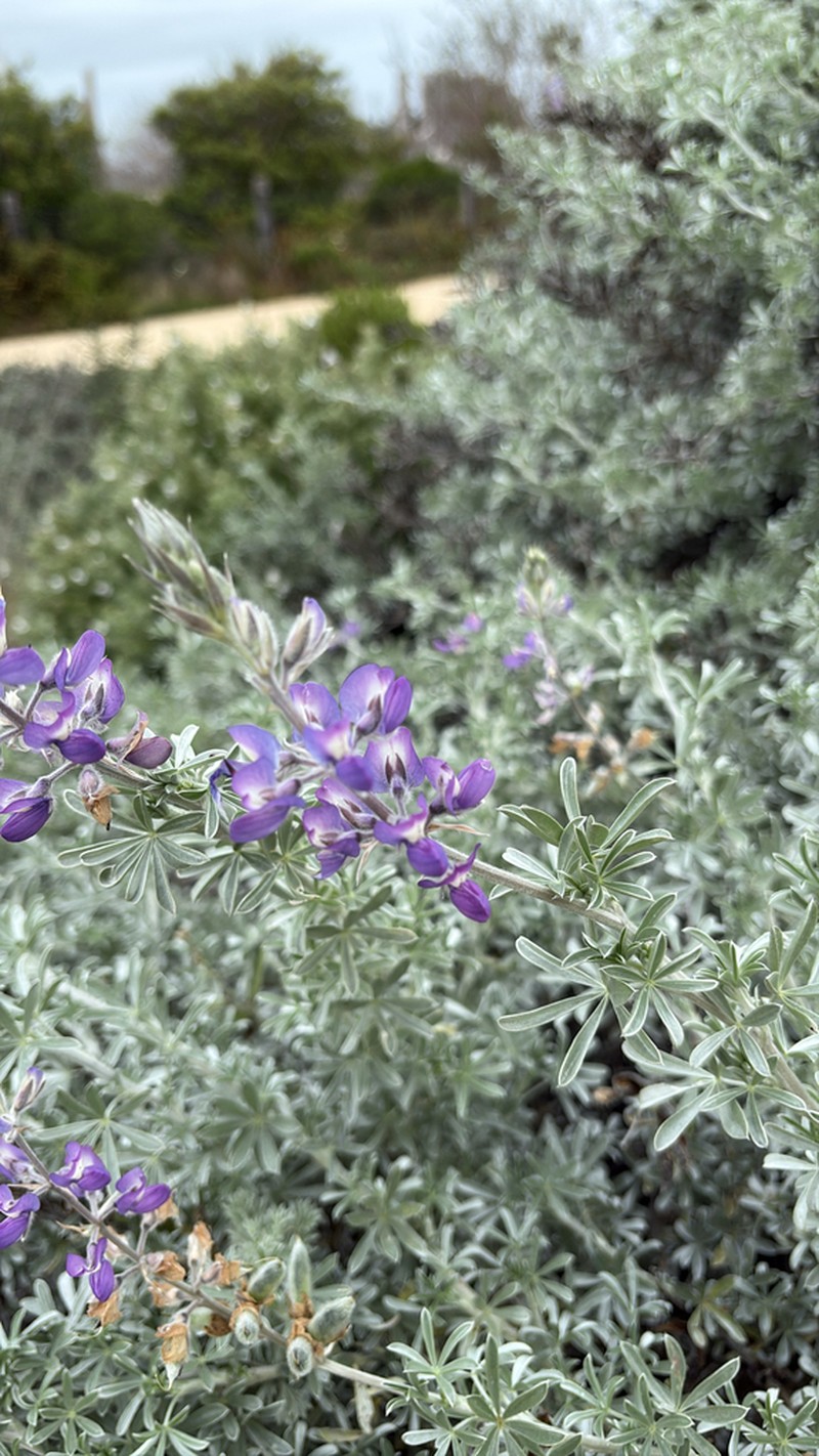 Chamisso Bush Lupine photo 2
