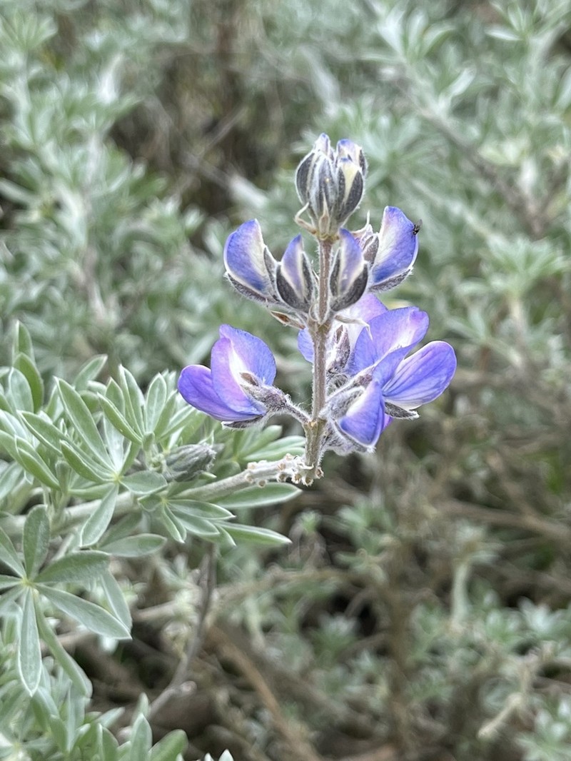 Chamisso Bush Lupine photo 3