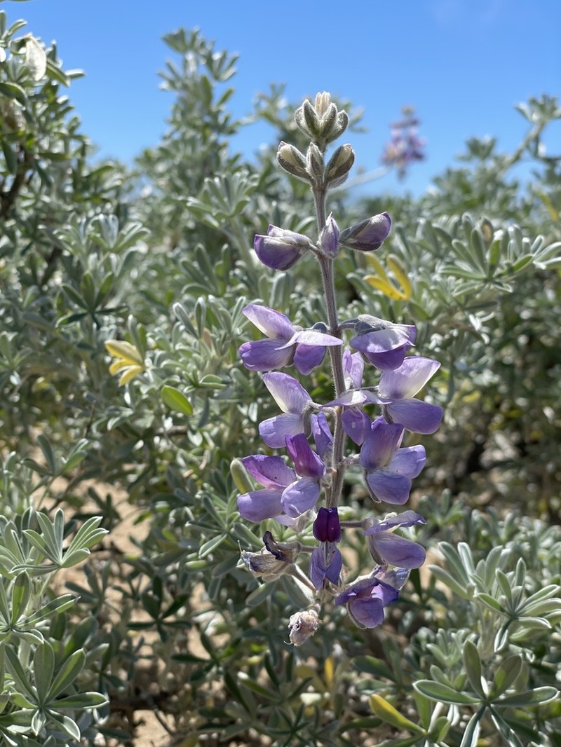 Chamisso Bush Lupine photo 4